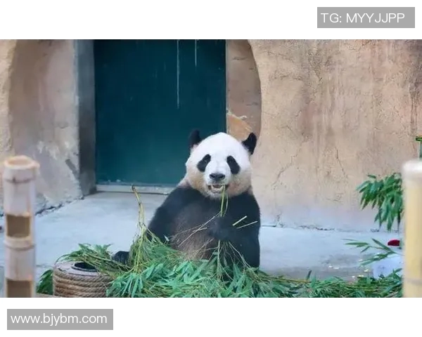 动物与足球明星的相似之处探讨谁更具魅力与灵动性